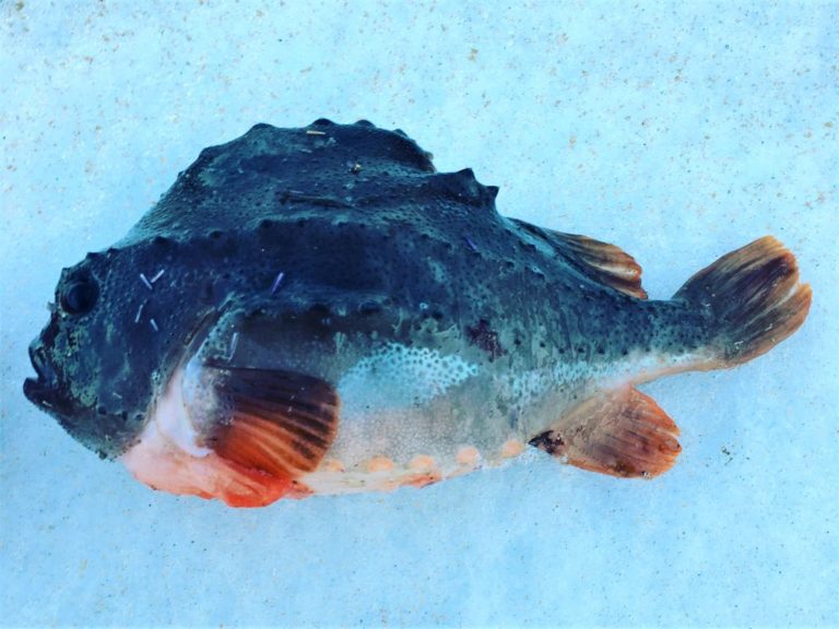 удивительные рыбы баренцева моря териберка